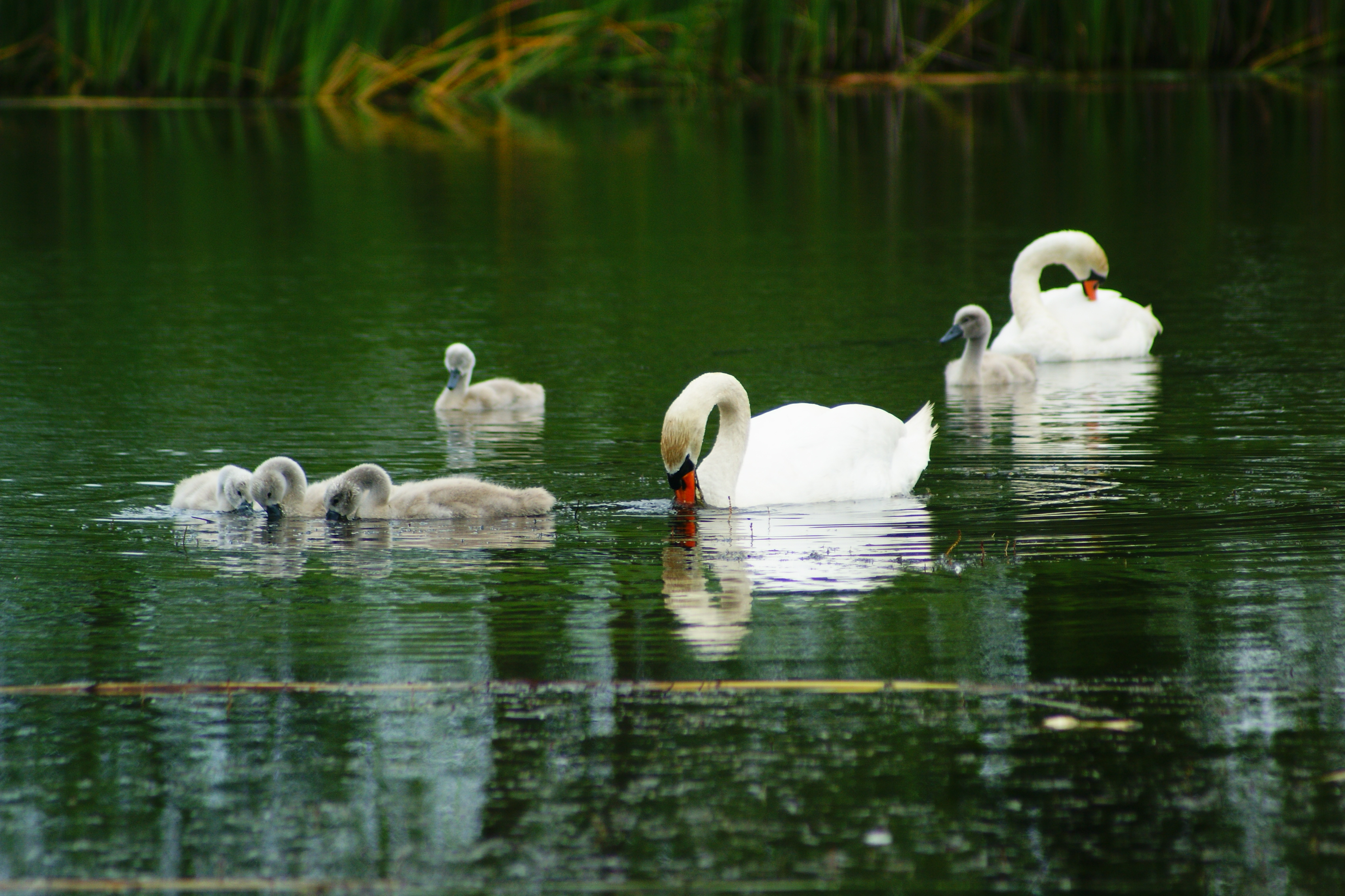 Nad stawem w Brzezinie