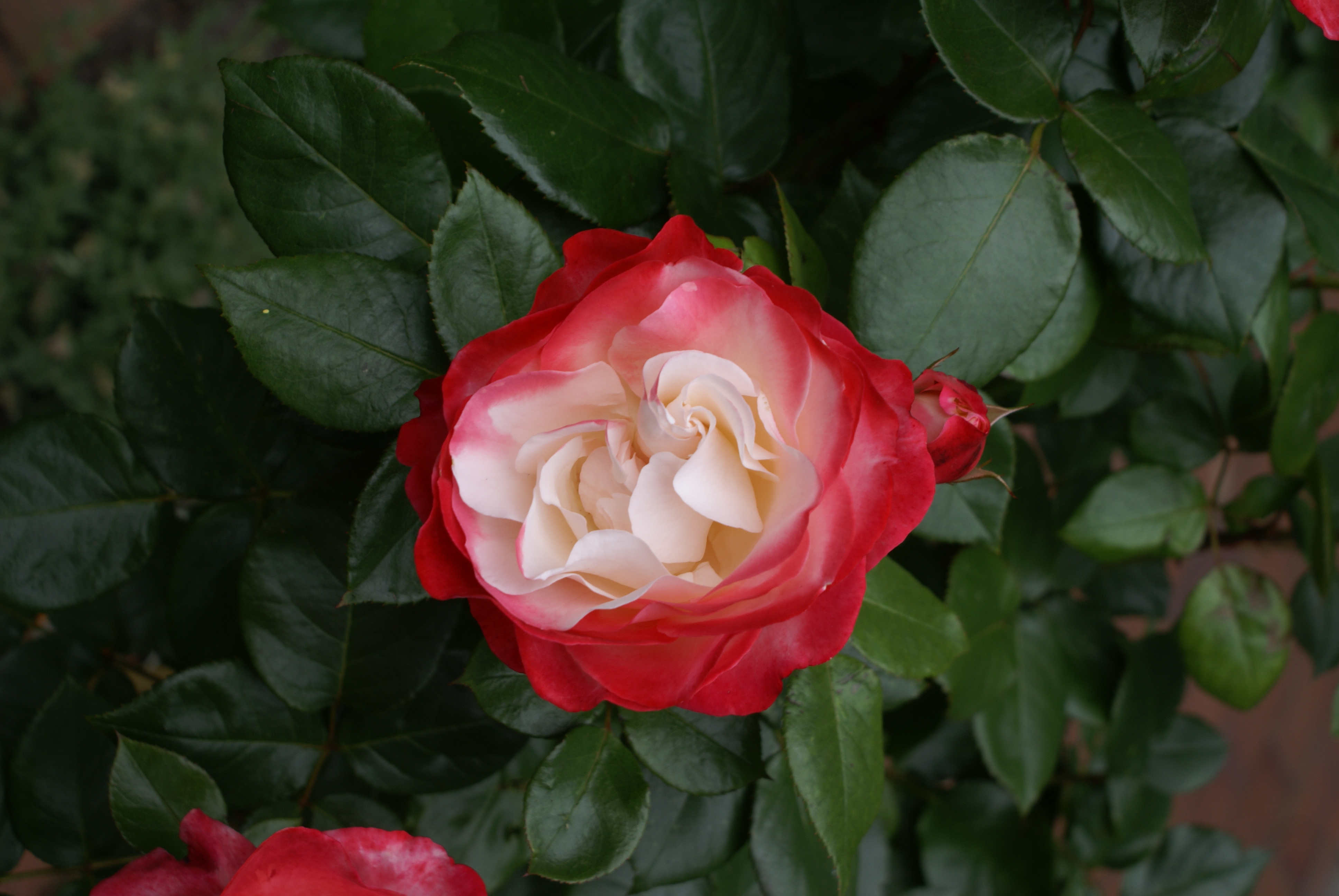 Ogrody naszych marzeĹ