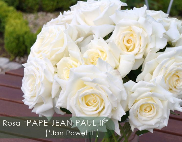 róża Jana Pawła II