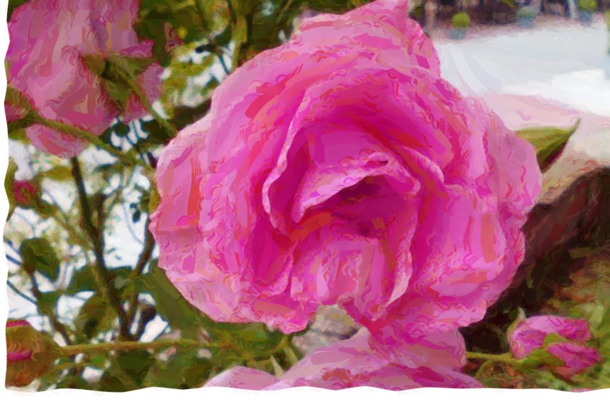 _art_róża różowa marmoreal