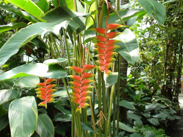 Tropikalne, sukulenty & co