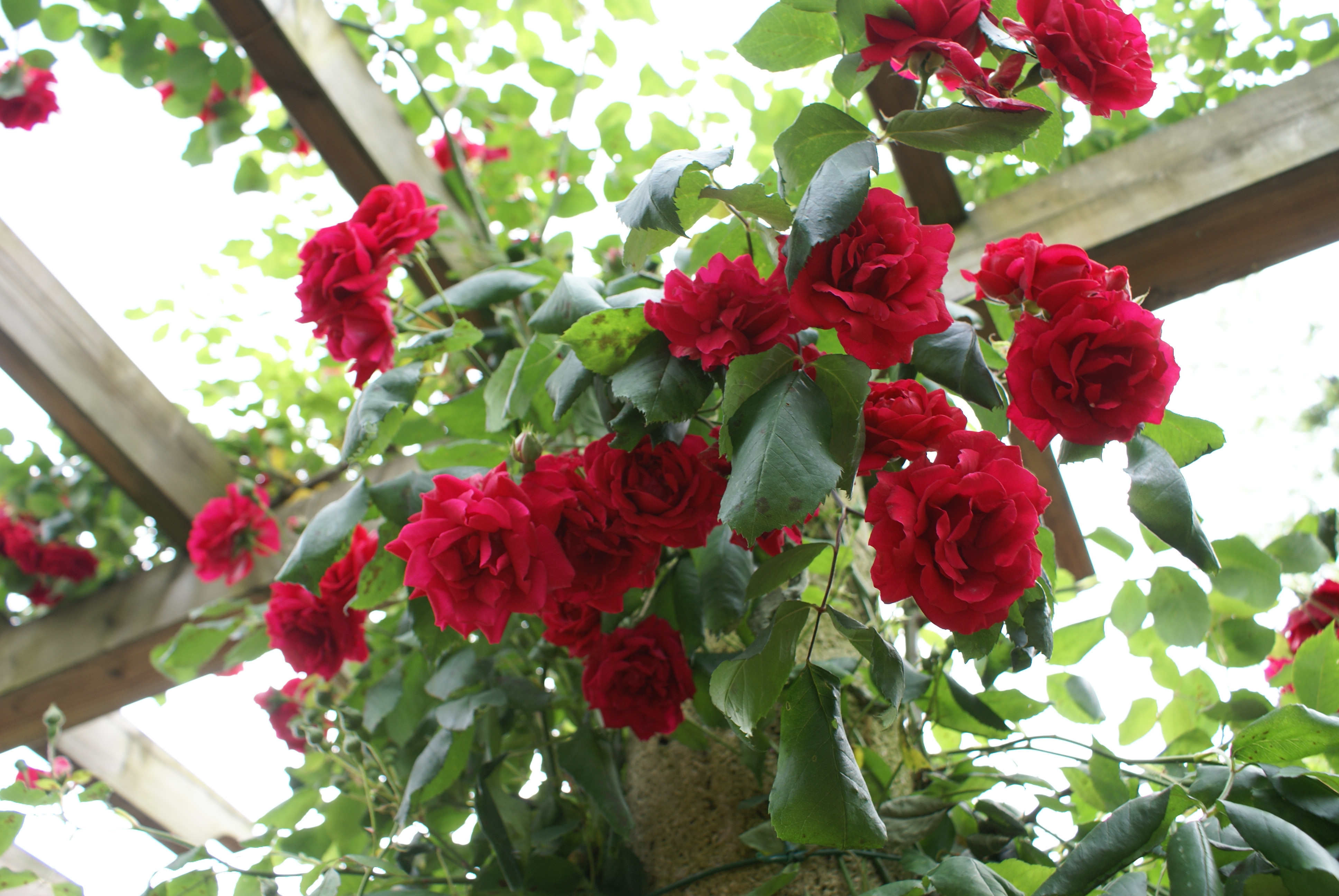 Rosarium w Baden Baden