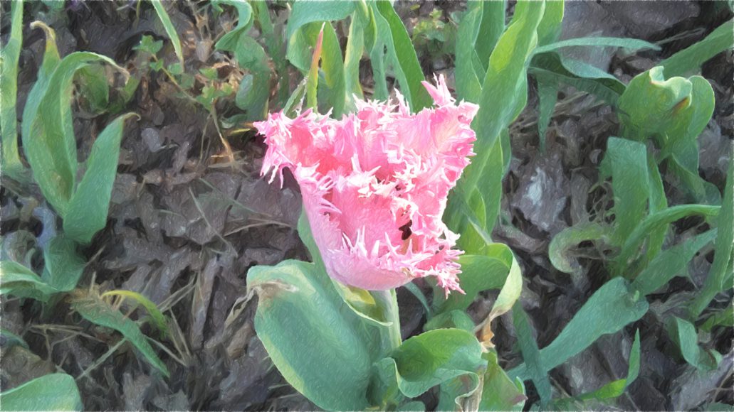 tulipan postrzępiony